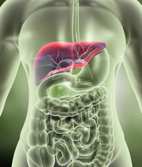 Liver