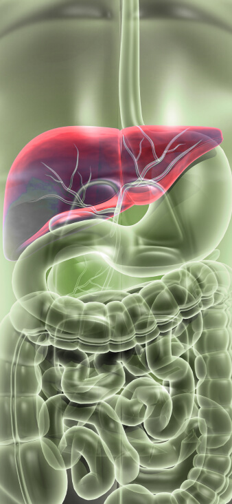 Liver