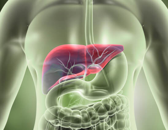 Liver