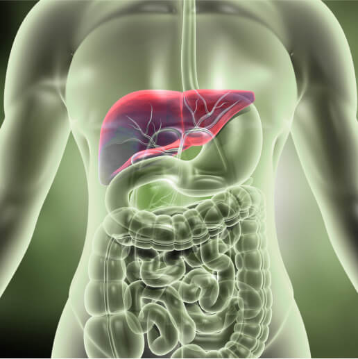 Liver